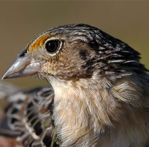 Florida grasshopper sparrow